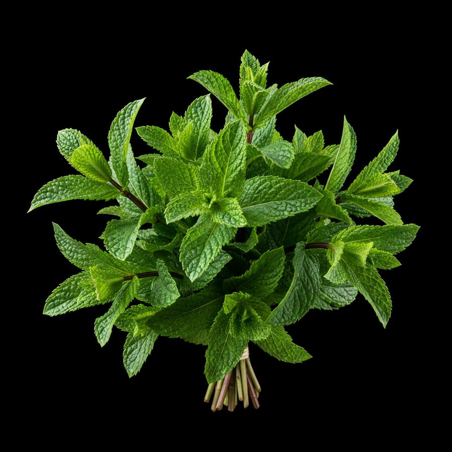 نعناع