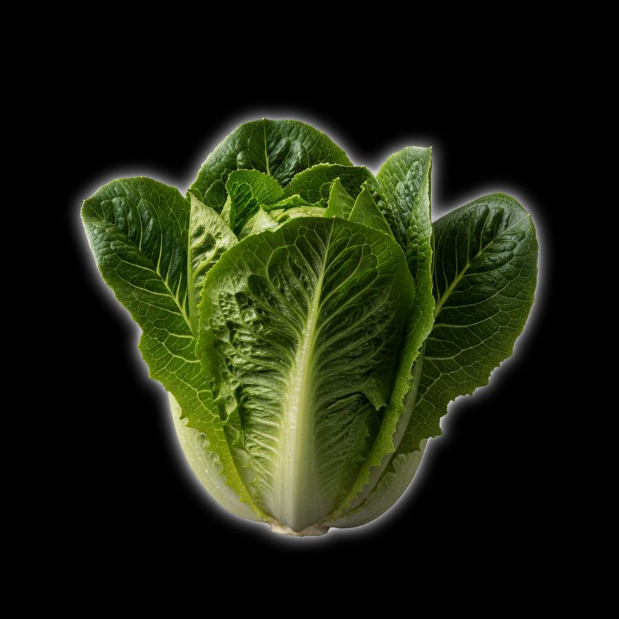 خس طويل